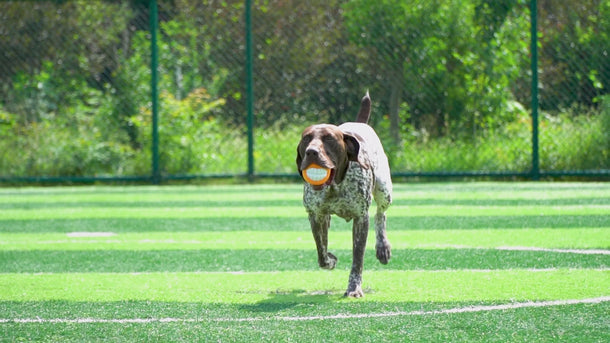 Chew Toy for Dogs