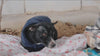 Pet Care | Brand Story Video