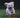 Running Dog Img